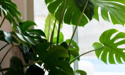 Ist die Monstera Frucht essbar