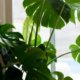 Ist die Monstera Frucht essbar