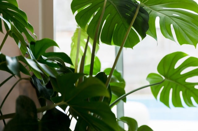 Ist die Monstera Frucht essbar