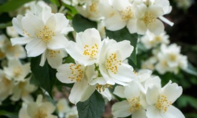 Jasmin vermehren - Schritt für Schritt Anleitung