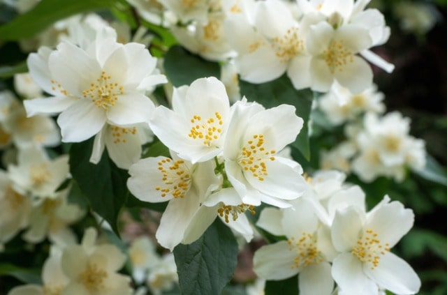 Jasmin vermehren - Schritt für Schritt Anleitung