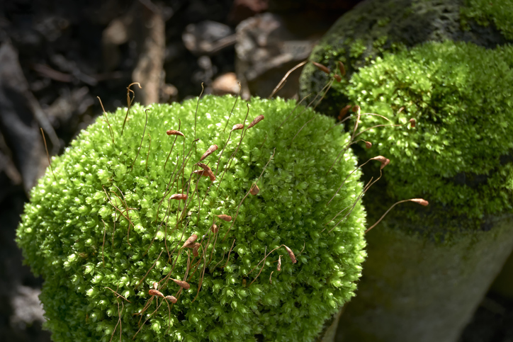 Javamoos selbst vermehren