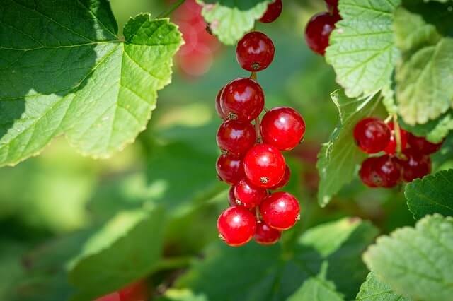 Johannisbeeren im Topf halten