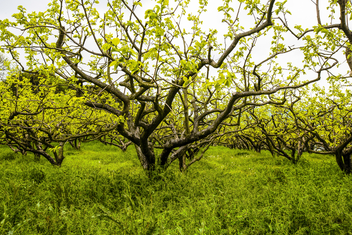 Kaki durch Stecklinge vermehren