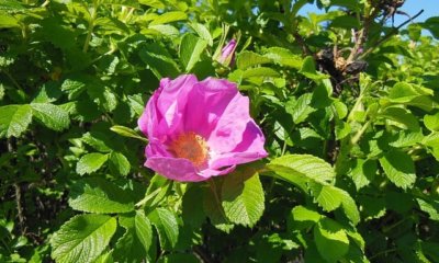 Kartoffelrose im Halbschatten pflanzen