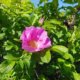 Kartoffelrose im Halbschatten pflanzen