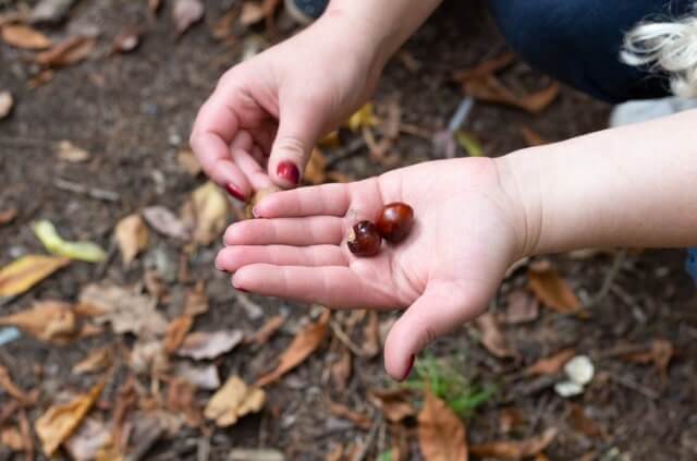 Kastanie keimen - so leicht ist es