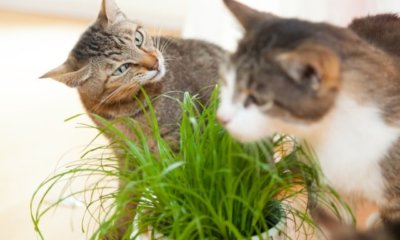 Katzengras aus Samen selber ziehen
