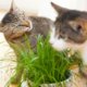 Katzengras aus Samen selber ziehen