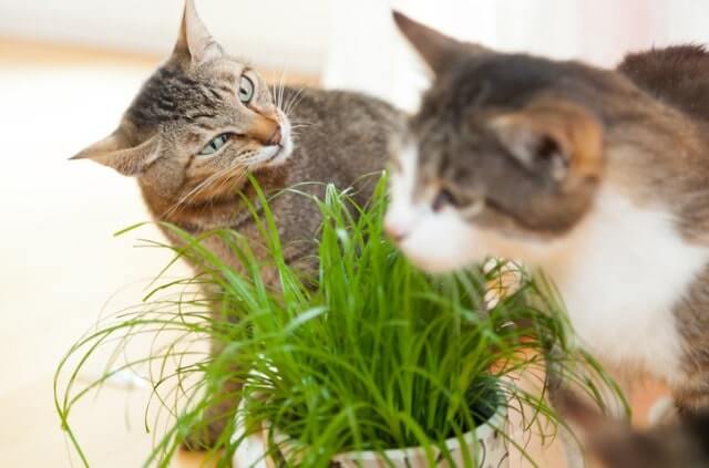 Katzengras aus Samen selber ziehen