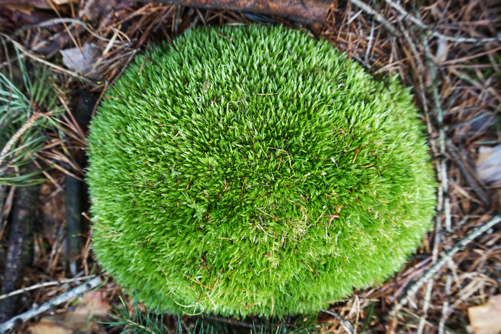 Keine Sporenbildung im Aquarium