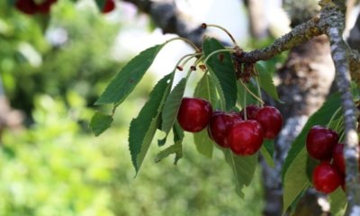 Kirschbaum spritzen - Zeitpunkt und Notwendigkeit
