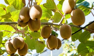 Kiwi richtig düngen - wann und womit