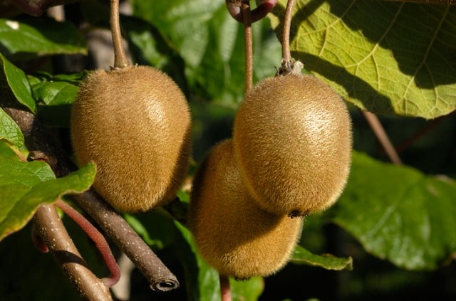 Kiwi richtig zurückschneiden