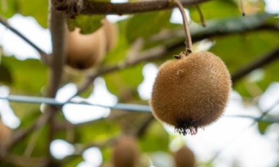 Kiwi - welche Sorten sind winterhart