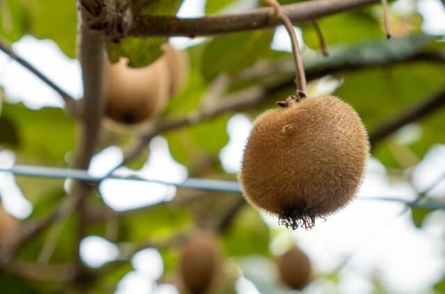 Kiwi - welche Sorten sind winterhart