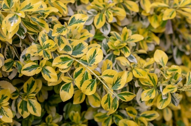 Kletterpflanzen - sonnige oder schattige Standorte