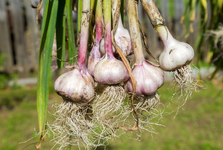 Knoblauch ernten