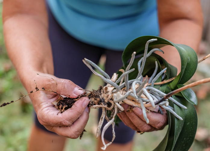 Kontrolle der Gefäßgröße