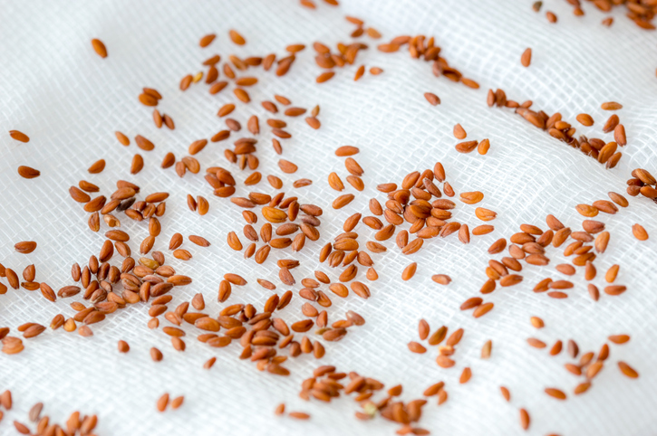 Kresse auf Küchenpapier