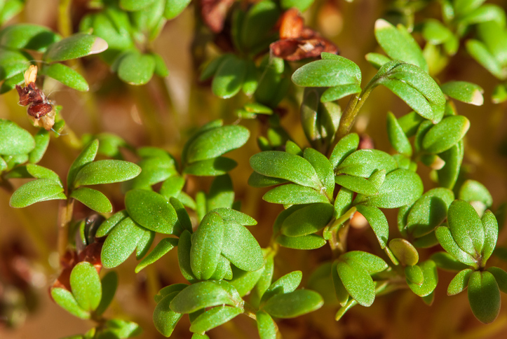 Kresse im Beet anbauen