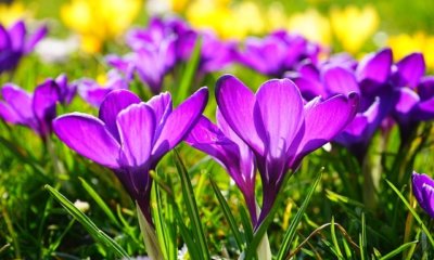 Krokusse im Herbst pflanzen