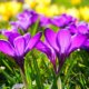 Krokusse im Herbst pflanzen