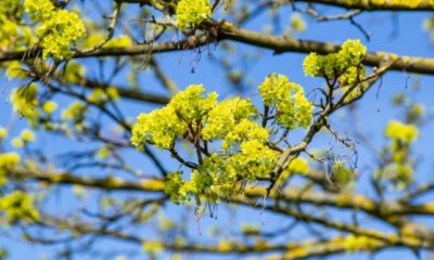 Kugelahorn Blätter werden braun - was tun