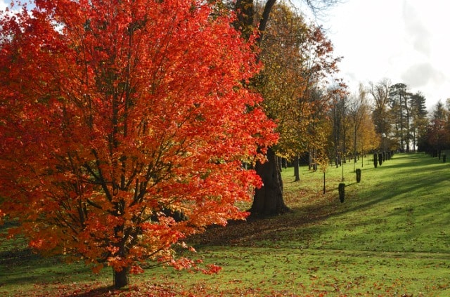 Kugelahorn im Winter pflegen und schützen