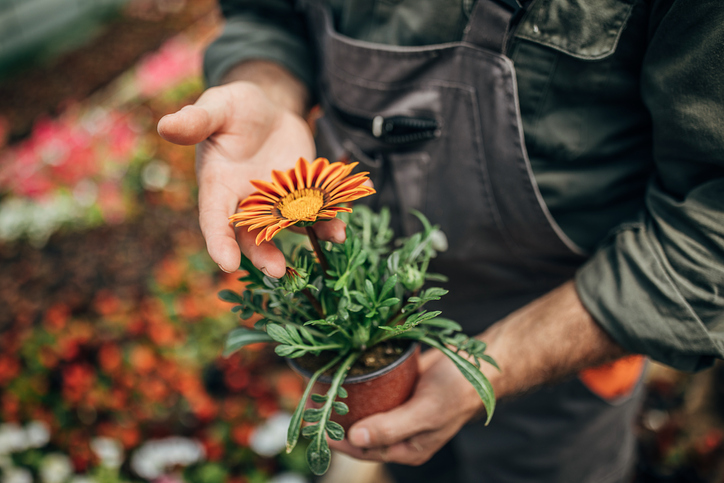Lange Blütenpracht mit der richtigen Pflege