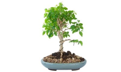 Liguster Bonsai verliert Blätter - woran liegt das
