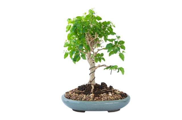 Liguster Bonsai verliert Blätter - woran liegt das