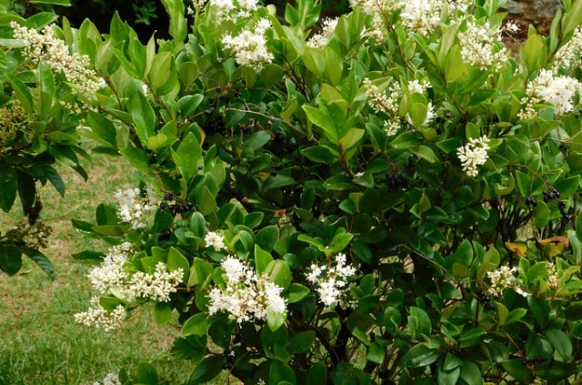 Liguster selber ziehen - so klappt es am besten!