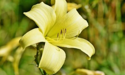 Lilien vermehren - Tipps und Tricks