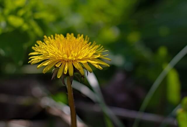 Löwenzahn richtig ernten