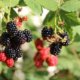 Maden in Brombeeren verhindern