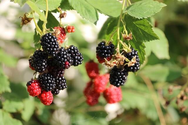 Maden in Brombeeren verhindern