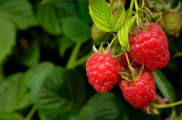 Maden in Himbeeren bekämpfen - was tun