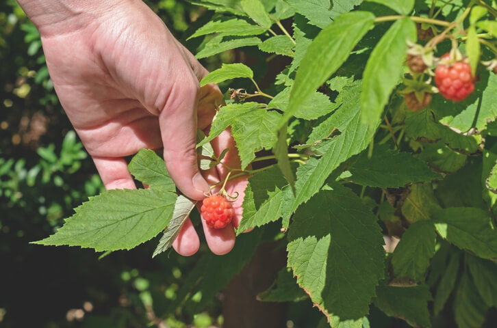 Maden in Himbeeren bekämpfen