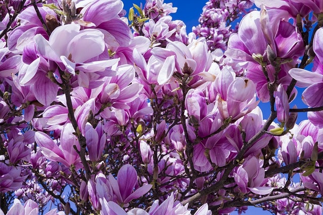 Magnolie Standort im Garten - diese eigenen sich am besten