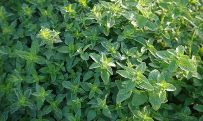 Majoran im Topf und im Garten pflanzen