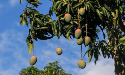 Mango in Deutschland anbauen