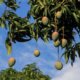 Mango in Deutschland anbauen