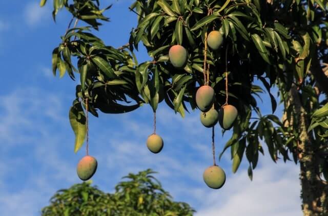 Mango in Deutschland anbauen