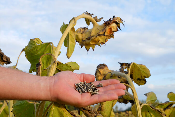 Materialien für das Keimen von Sonnenblumenkernen