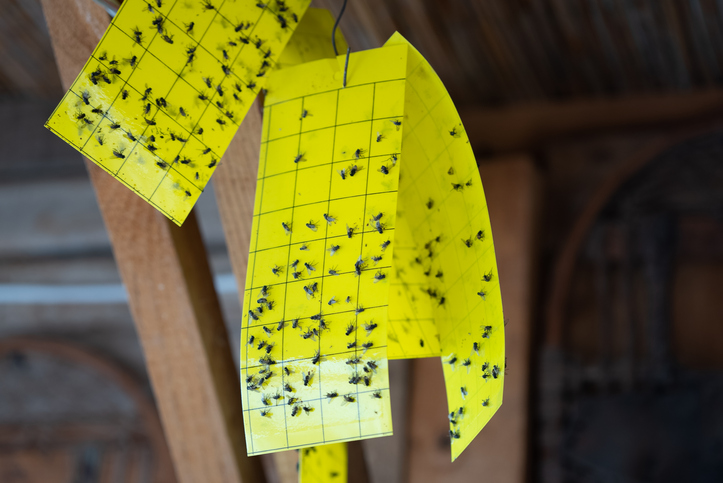 Mechanische Fliegenfallen