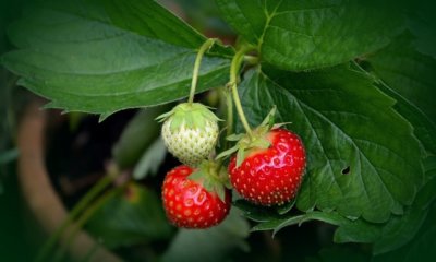 Mehrjährige Erdbeeren - alle Sorten