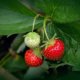 Mehrjährige Erdbeeren - alle Sorten