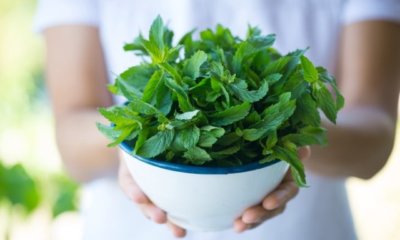 Minze auf dem Balkon pflanzen und pflegen
