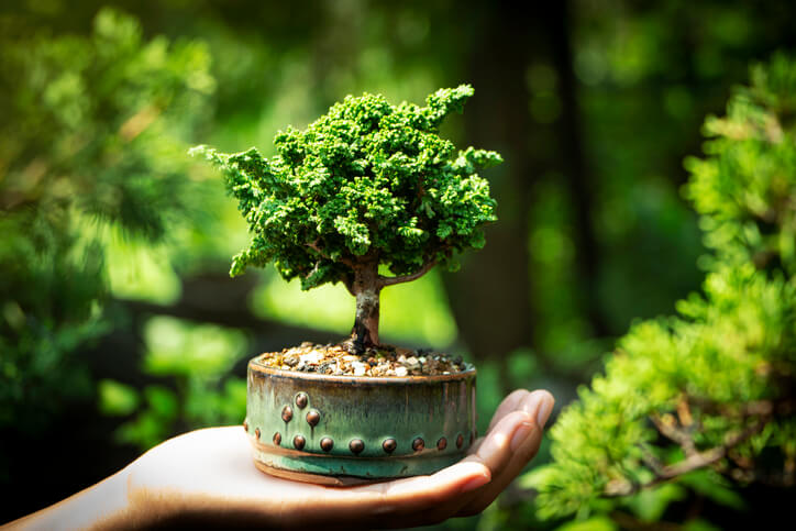 Mit Formschnitten zum Bonsai